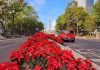 Bright red poinsettias line the center of Paseo del Reforma in Mexico City, with the Angel of Independence visible in the background