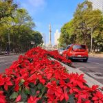 Bright red poinsettias line the center of Paseo del Reforma in Mexico City, with the Angel of Independence visible in the background