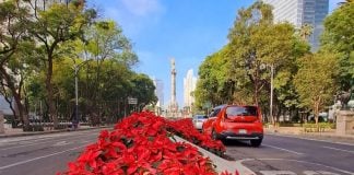 Bright red poinsettias line the center of Paseo del Reforma in Mexico City, with the Angel of Independence visible in the background