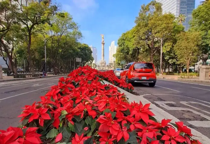 Bright red poinsettias line the center of Paseo del Reforma in Mexico City, with the Angel of Independence visible in the background