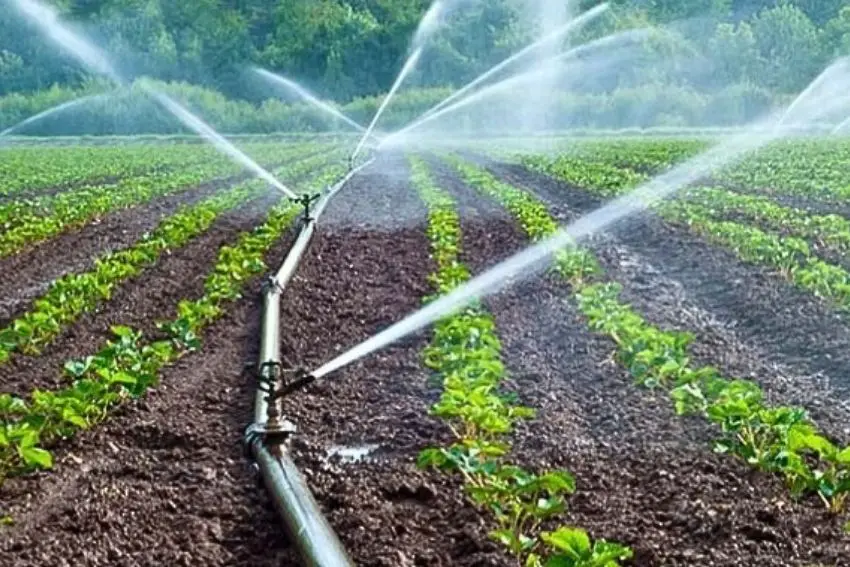 Streams of water spraying over farmland with young green, leafy plants from irrigation pipes.