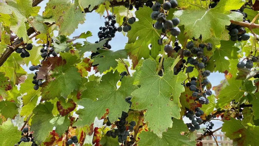 Viñedo Los Arcángeles grapes on the tree