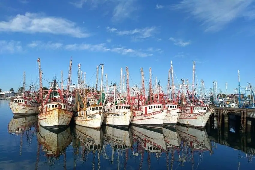 White fishing boats docked side by side in Puerto Penasco, Mexico