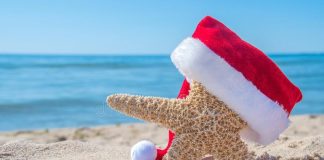 A starfish in a christmas hat