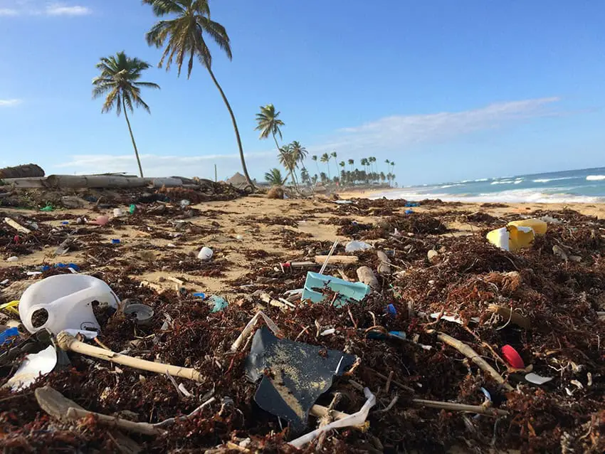 A palm-dotted beach strewn with plastic trash tangled up in sargassum algae