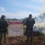 Members of the Mexican Marine seize a marijuana plantation.