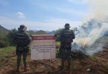 Members of the Mexican Marine seize a marijuana plantation.