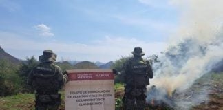 Members of the Mexican Marine seize a marijuana plantation.
