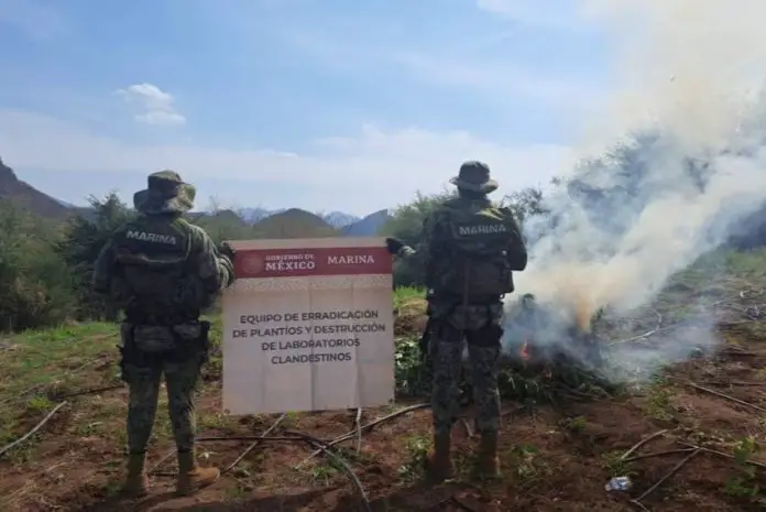 Members of the Mexican Marine seize a marijuana plantation.