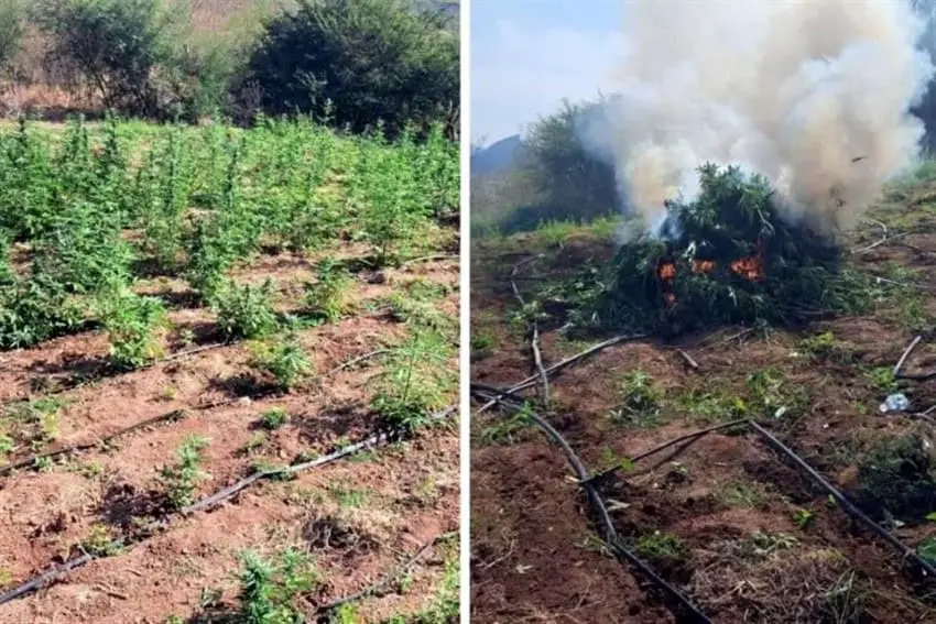 Two photos, one showing marijuana plants growing in a field and the other showing a pile of burning plants.