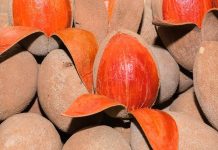 Several pieces of mamey, a Mexican favorite fruit.