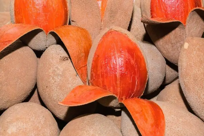 Several pieces of mamey, a Mexican favorite fruit.