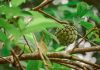 Cherimoya