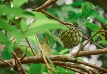 Cherimoya