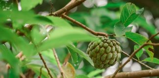 Cherimoya