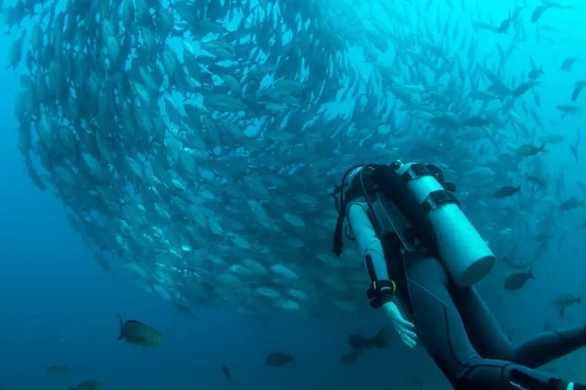 A school of fish in the sea of ​​Cabo Pulmo, Baja California Sur.