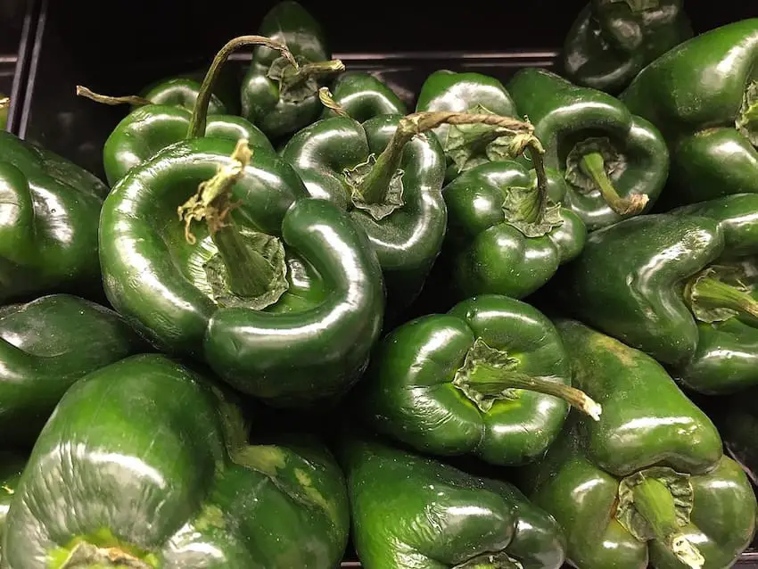 Ripe poblano peppers.