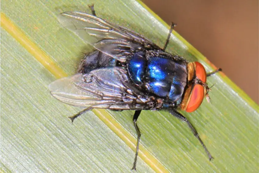 Closeup of the New World Screwworm Fly sitting on a leaf. It has orange at the head and a vibrant blue on its back.