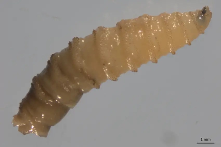 Closeup photo of a New World screwworm larva. It is white and semi-translucent