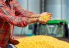 A U.S. farmer standing in front of a tractor and a pile of grain, holds up a handful of yellow corn