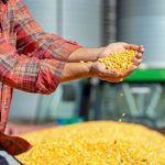 A U.S. farmer standing in front of a tractor and a pile of grain, holds up a handful of yellow corn