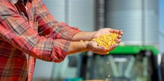 A U.S. farmer standing in front of a tractor and a pile of grain, holds up a handful of yellow corn