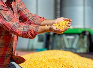 A U.S. farmer standing in front of a tractor and a pile of grain, holds up a handful of yellow corn