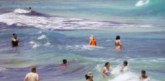 Waders frolicking in the ocean