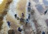 men working in seaweed off the coast
