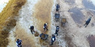 men working in seaweed off the coast