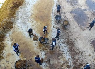 men working in seaweed off the coast
