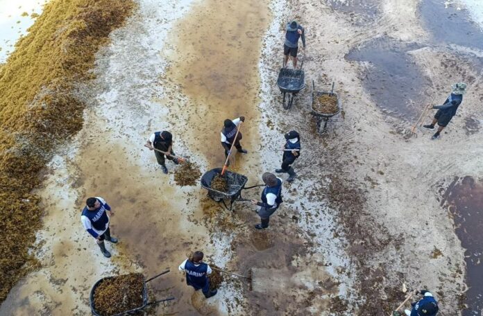 men working in seaweed off the coast