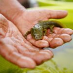 The achoque is a critically endangered salamander that’s the cousin of the famous axolotl.
