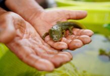 The achoque is a critically endangered salamander that’s the cousin of the famous axolotl.