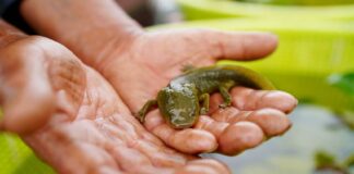 The achoque is a critically endangered salamander that’s the cousin of the famous axolotl.