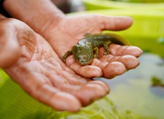 The achoque is a critically endangered salamander that’s the cousin of the famous axolotl.