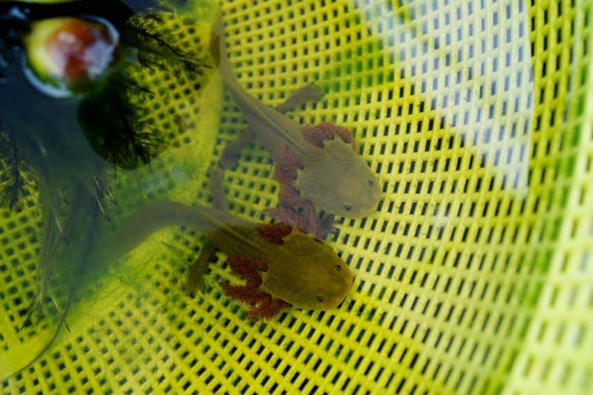 The achoque, similar to the axolotl, has been used since pre-Columbian times as both food and a folk remedy for respiratory illness.