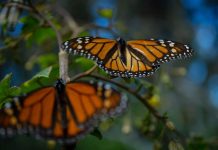 Monarchs in Ocampo, Michoacán