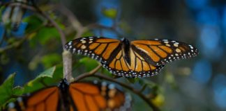 Monarchs in Ocampo, Michoacán