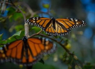 Monarchs in Ocampo, Michoacán