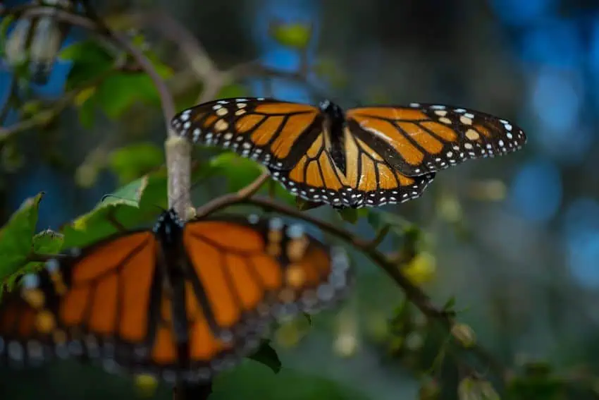 The Mexican scientists ‘moving mountains’ for migrating monarchs