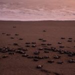 Sea turtle hatchlings on a beach