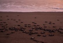 Sea turtle hatchlings on a beach