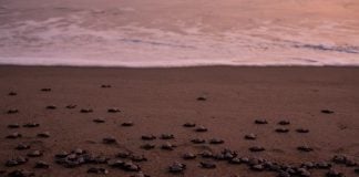 Sea turtle hatchlings on a beach