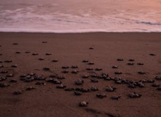 Sea turtle hatchlings on a beach