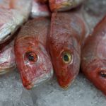 Closeup of multiple dead red snapper fish, still fully intact, on ice