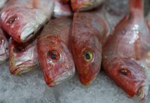 Closeup of multiple dead red snapper fish, still fully intact, on ice