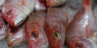 Closeup of multiple dead red snapper fish, still fully intact, on ice