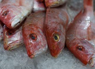 Closeup of multiple dead red snapper fish, still fully intact, on ice