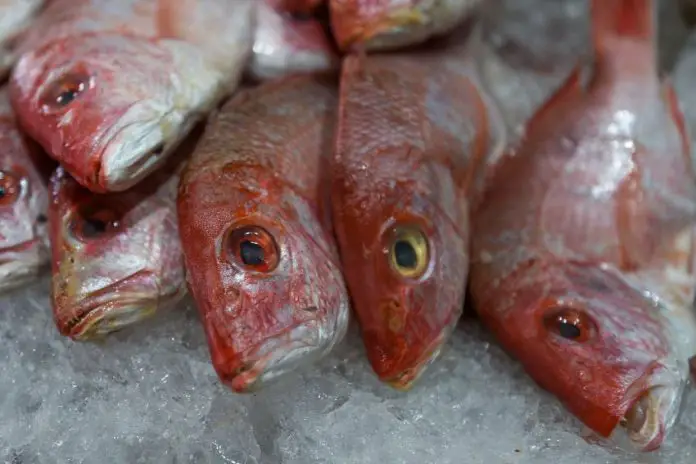 Closeup of multiple dead red snapper fish, still fully intact, on ice